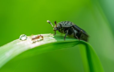 bir bitki kök üzerinde böcek