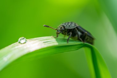 bir bitki kök üzerinde böcek