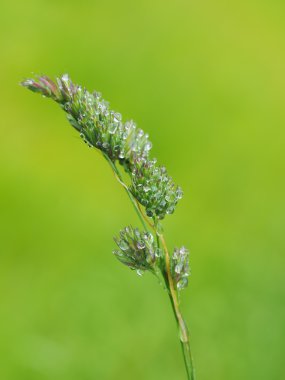 damlacıkları tahıllar