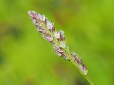 damlacıkları tahıllar