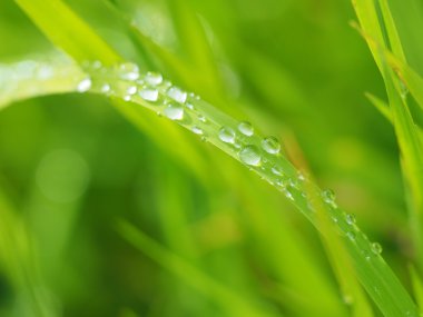 Damlalar yapraklarda