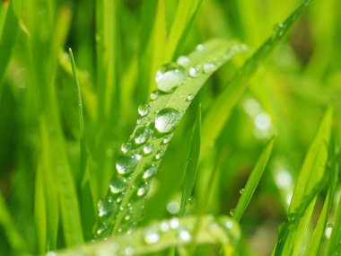 Damlalar yapraklarda