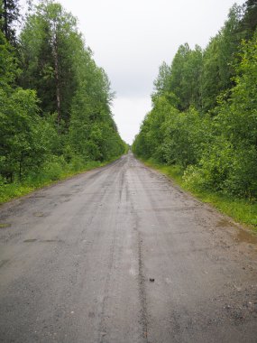 Ormandaki toprak yolda.