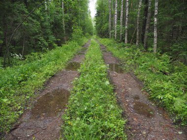 Ormandaki toprak yolda.