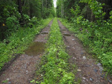 Ormandaki toprak yolda.