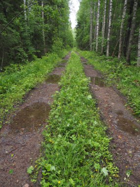 Ormandaki toprak yolda.