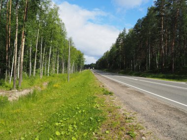 Ormanda asfalt yol