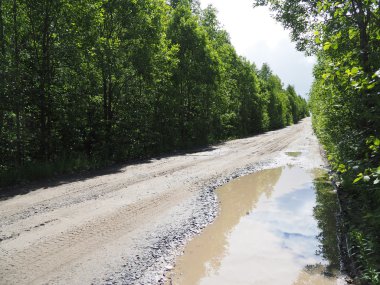 Ormandaki toprak yolda.