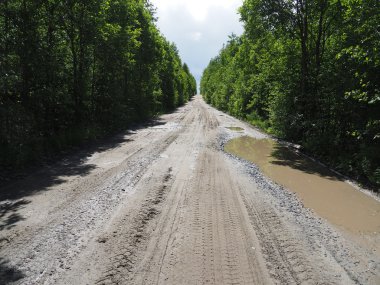 Ormandaki toprak yolda.