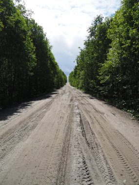 Ormandaki toprak yolda.