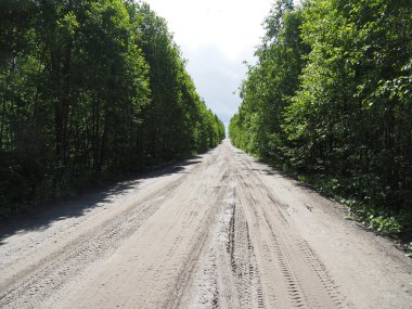 Ormandaki toprak yolda.