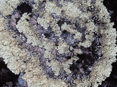 kayaların üzerinde liken