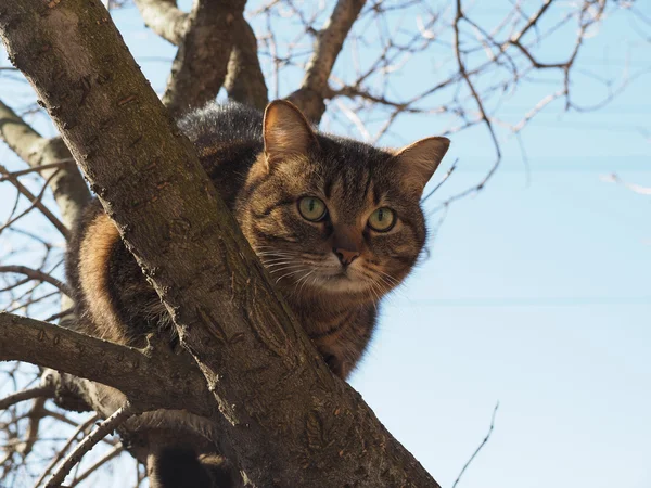 Γάτα σε ένα δέντρο — Φωτογραφία Αρχείου