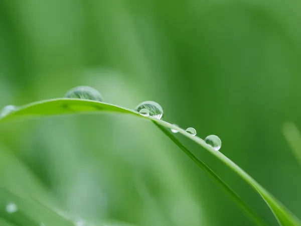 Gotas em folhas — Fotografia de Stock