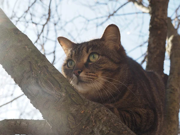 Γάτα σε ένα δέντρο — Φωτογραφία Αρχείου