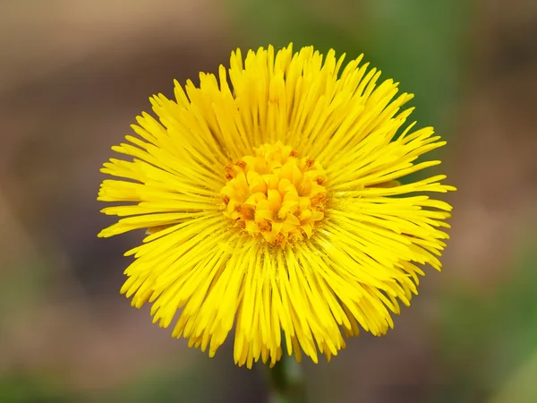 Bladeren — Stockfoto