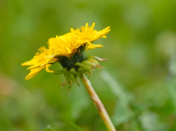 Yellow dandelion — Stock Photo, Image