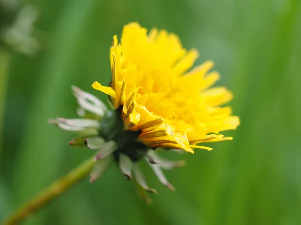 Diente de león amarillo — Foto de Stock