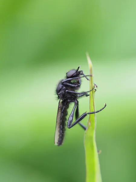 Fly on flower — Stock Photo, Image