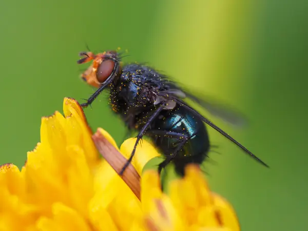 Fly on flower — Stock Photo, Image