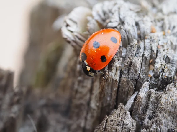 Coccinelle — Photo