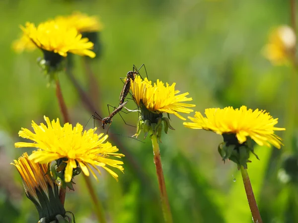 Mosquito crane-fly on flower — Stock Photo, Image