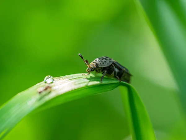Käfer am Stiel einer Pflanze — Stockfoto