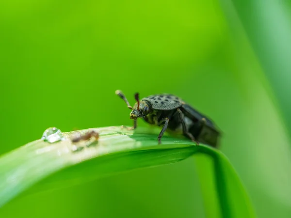 Beetle on the stem of a plant — Stock Photo, Image