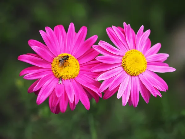 Latać na kwiat — Zdjęcie stockowe