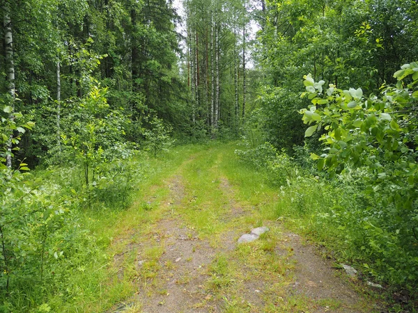 Smutsig väg i skogen — Stockfoto