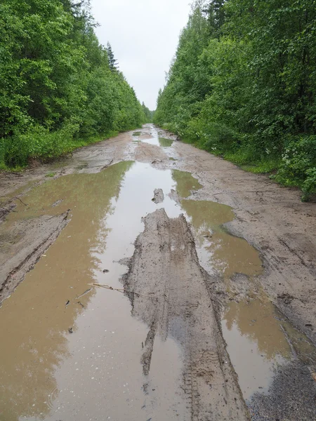 Ormandaki toprak yolda.