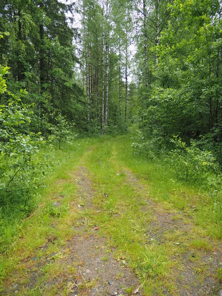 Camino de tierra en el bosque — Foto de Stock
