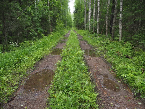 Ormandaki toprak yolda.