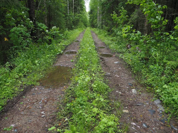 Camino de tierra en el bosque — Foto de Stock