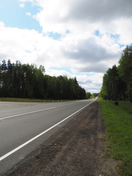 Ormanda asfalt yol