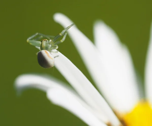 Spinne auf Gänseblümchenblättern — Stockfoto