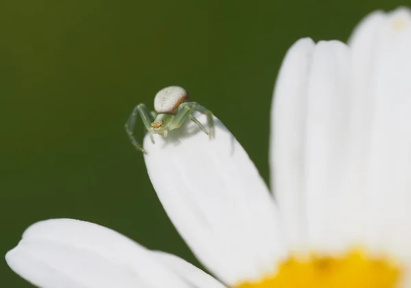 Aranha em pétalas de margarida — Fotografia de Stock