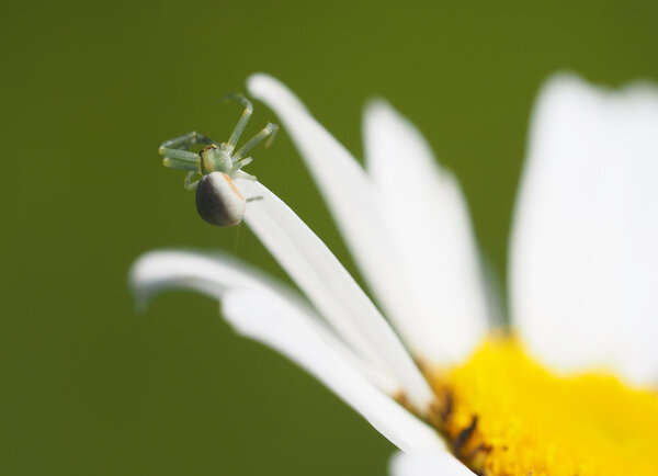 Spider on daisy petals