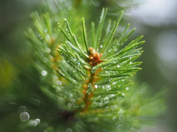 Gouttelettes d'eau sur le pin — Photo