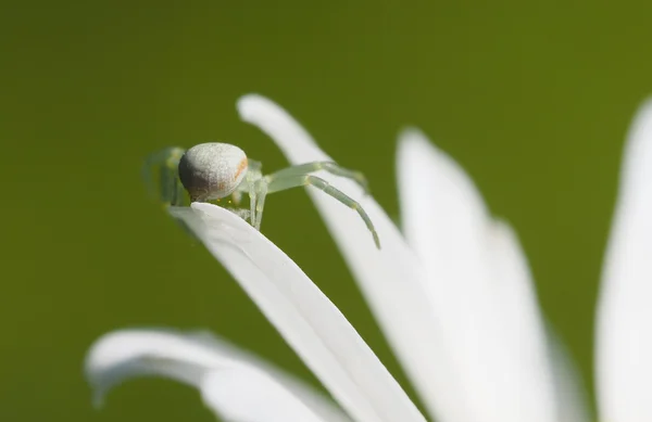 Spinne auf Gänseblümchenblättern — Stockfoto