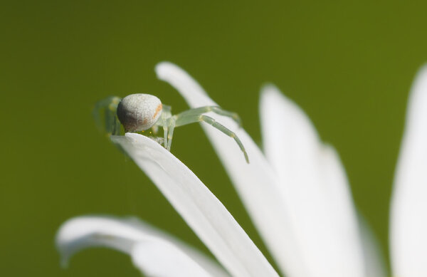 Spider on daisy petals