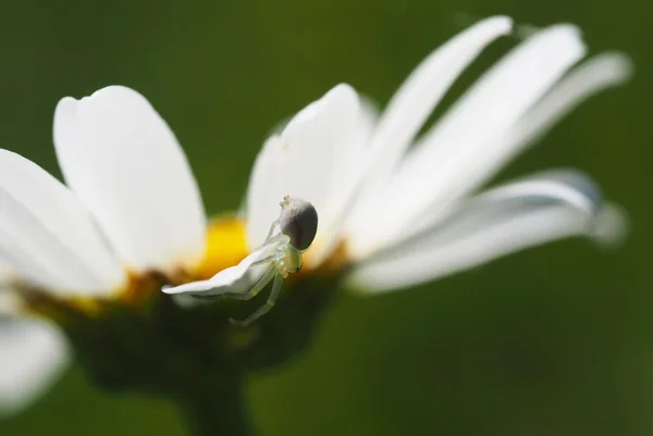 Spider on daisy petals — Stock Photo, Image