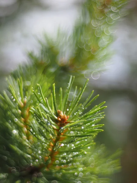 Gouttelettes d'eau sur le pin — Photo