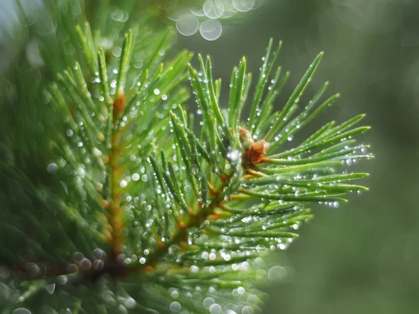 Gotas de água no pinheiro — Fotografia de Stock