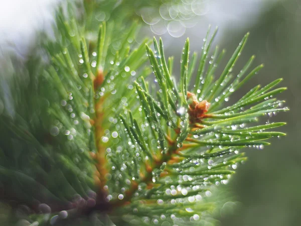 Water droplets on the pine — Stock Photo, Image