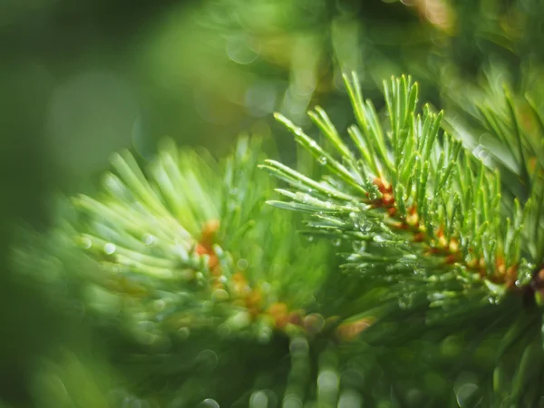 Water droplets on the pine — Stock Photo, Image