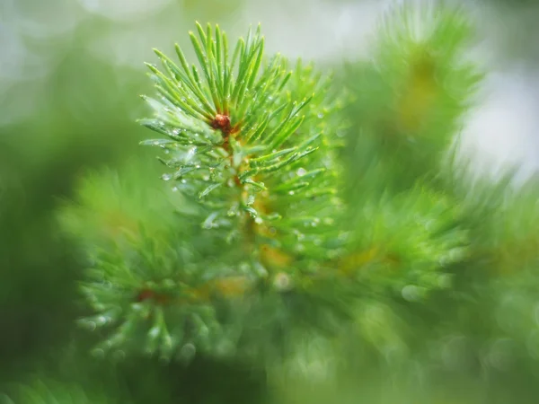 Gotas de água no pinheiro — Fotografia de Stock