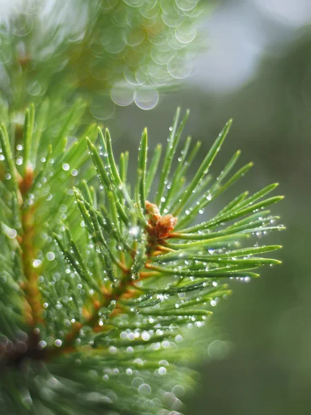 Gouttelettes d'eau sur le pin — Photo