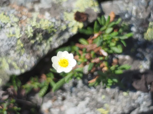 木の花の妖精 — ストック写真