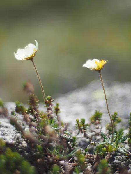 Çiçek Dryadlar — Stok fotoğraf